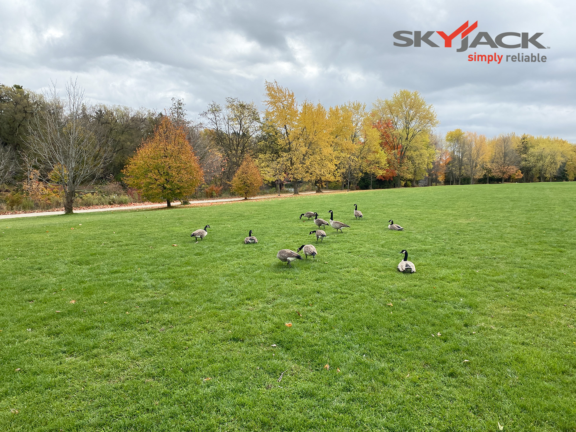 Geese on the green space at Riverside Park in Guelph, Canada.