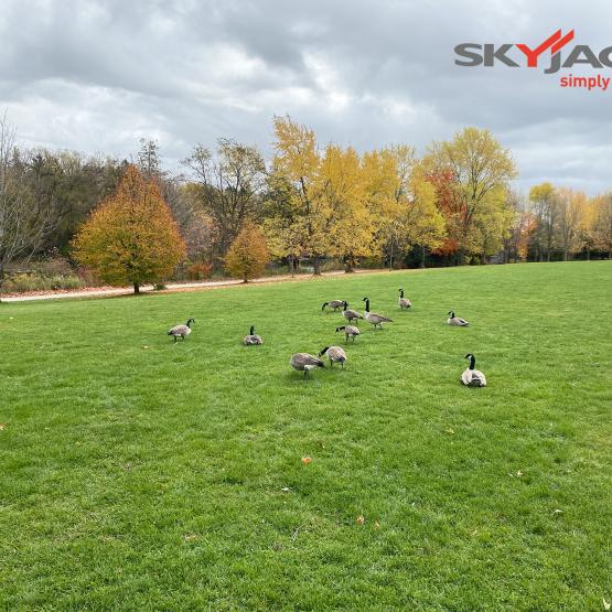 Geese on the green space at Riverside Park in Guelph, Canada.